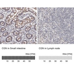 Cingulin Antibody, Novus Biologicals:Antibodies:Primary Antibodies